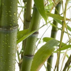 bamboo 02
