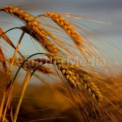 barley in morning sun