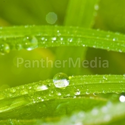 grass close up