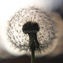 dandelion