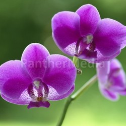 orchid natural flower