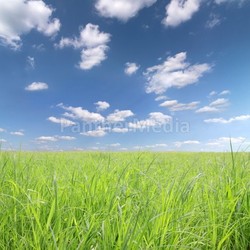 meadow with sky and clouds