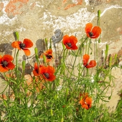 Klatschmohn vor Mauer - corn poppy before the wall 04