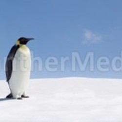 Penguins