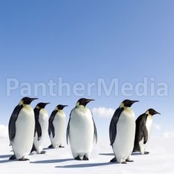 Penguins