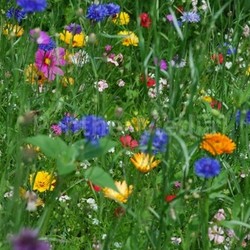 sommerwiese