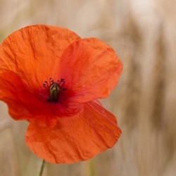 poppy