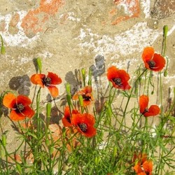 poppies in front wall - corn poppy before the wall 02