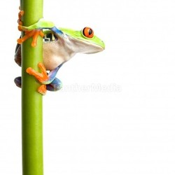 frog on plant stem isolated