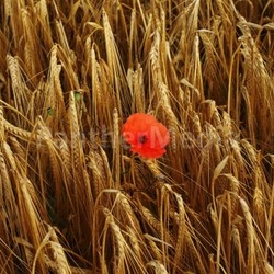 mohn im kornfeld