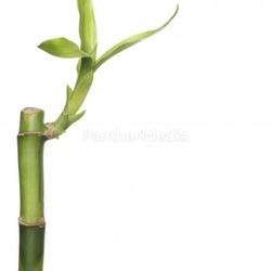 bamboo