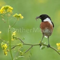 stonechat with spider