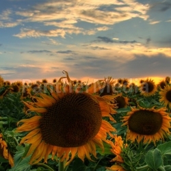 Sonne