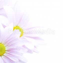 flowers border