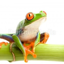 red-eyed tree frog on bamboo