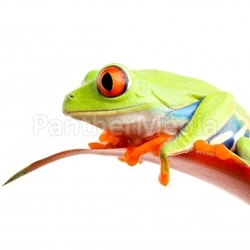 red-eyed tree frog on plant isolated