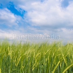 Green barley field