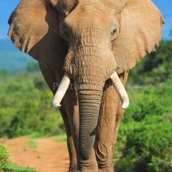 Elephant portrait