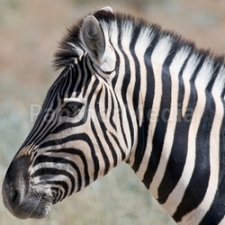 Zebra Portrait