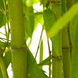 bamboo 02