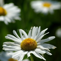 Margeriten2
