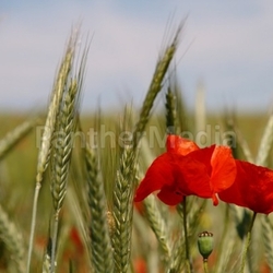 Im Feld