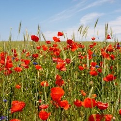 poppies