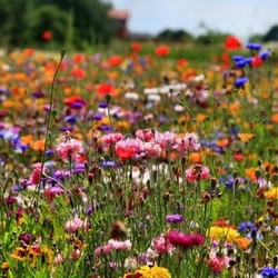 flower meadow 2
