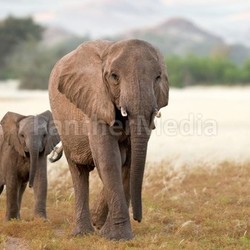 desert elephant in damaraland