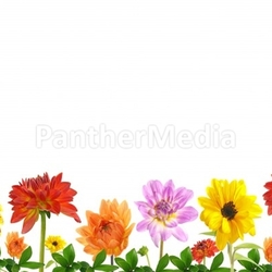 blumenwiese