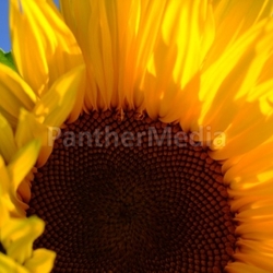 Sonnenblume