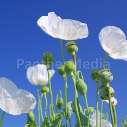 Mohn -  poppy 37