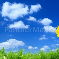 Sunflower background