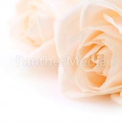 Beige roses background