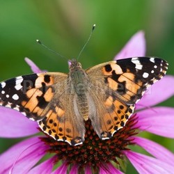 painted lady