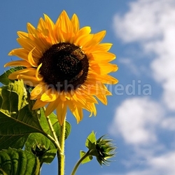 the colors of summer ii