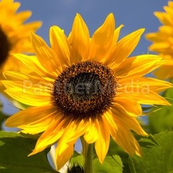 the colors of summer iii