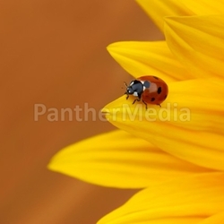 yellow insect ladybug yellower lucky plant beetle