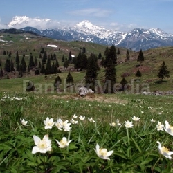 hochalm in slovenia