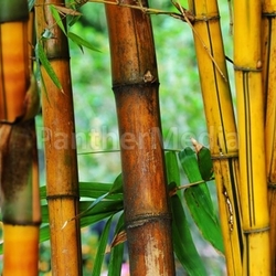 Bamboo
