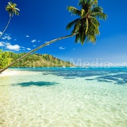 Palm tree hanging over stunning lagoon