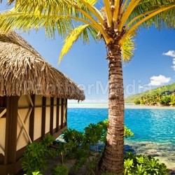 Tropical bungalow and palm tree 