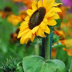 sunflower bunte