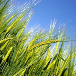 soon ready for harvesting