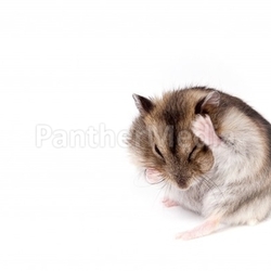Hamster