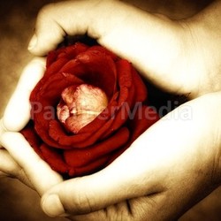 the rose