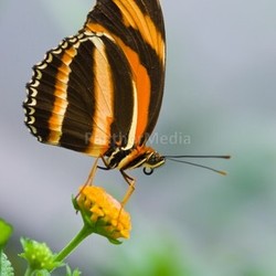 Banded Orange Tiger butterfly on lantana