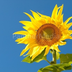 the colors of summer