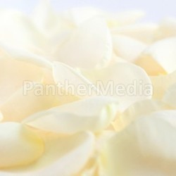 Pale rose petals
