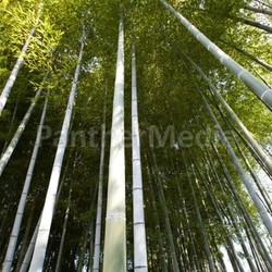 bamboo forest